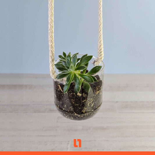 Image depicting a plastic bottle flowerpot crafted from a halved plastic bottle, wrapped with rope or twine. It showcases a vibrant plant thriving within the flowerpot, symbolizing the connection between nature, creativity, and sustainability