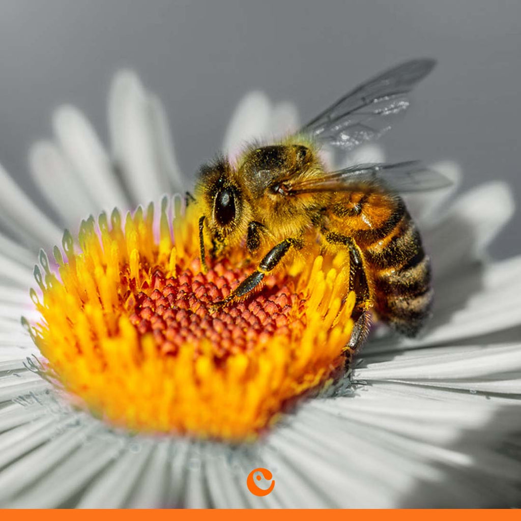 What Can We Do to Save the Bees? Creative Ways to Make a Difference